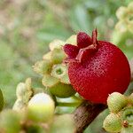 Bellucia mespiloides Fruit