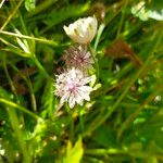 Astrantia majorÇiçek