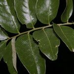 Ateleia pterocarpa