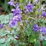 Aquilegia vulgarisЦвят