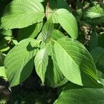 Cornus rugosa Feuille