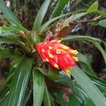 BromeliaceaeBloem