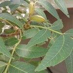 Carya illinoinensis Fruit