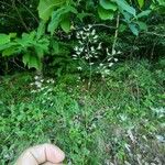 Avenella flexuosa Flower