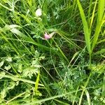 Lathyrus nissolia Flower