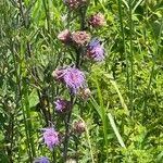 Liatris scariosa Kukka