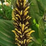 Justicia aurea Bloem