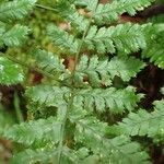 Dryopteris aemula Blad