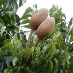 Swietenia mahagoni Плод