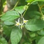 Solanum lanceifolium花