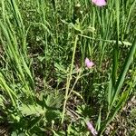 Geranium viscosissimum Flower