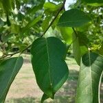 Terminalia chebula Folha