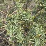 Atriplex canescens Leaf