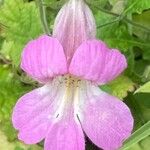 Rehmannia piasezkii Floare