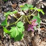 Corydalis intermedia Листок