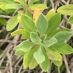 Lomelosia cretica Altul/Alta
