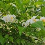 Styrax japonicus Fleur