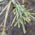 Artemisia abrotanum Folha