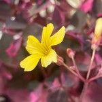 Oxalis spiralis Fleur