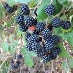 Rubus ulmifolius Fruit