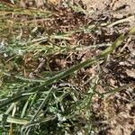 Cryptantha clevelandii Bark