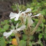 Silene badaroi Flower