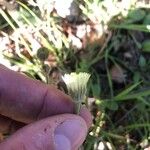 Pilosella officinarum Fleur