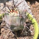 Echinocactus platyacanthus List