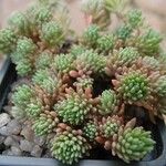 Sedum nevii Levél