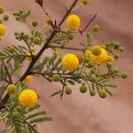 Vachellia hockii Flower