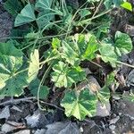 Malva parviflora Feuille