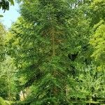 Abies alba x Abies nordmanniana 葉