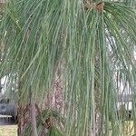 Pinus wallichiana List
