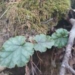 Heuchera americana 葉