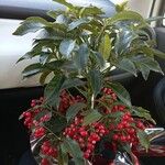 Ardisia crenata फूल