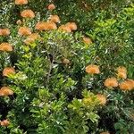 Leucospermum cordifoliumŽiedas