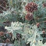 Phlomis purpurea Blad