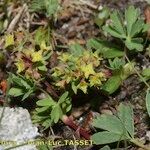 Alchemilla pentaphyllea Övriga