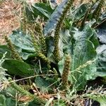 Plantago major Плід