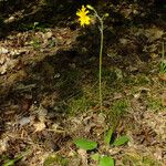 Hieracium glaucinum عادت داشتن