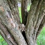 Crataegus laevigata Bark