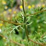 Matricaria chamomilla পাতা