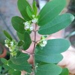 Euphorbia hypericifoliaFlower