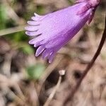 Soldanella pusilla Virág