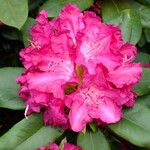 Rhododendron catawbiense Blüte