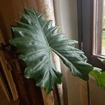 Alocasia macrorrhizos ᱥᱟᱠᱟᱢ