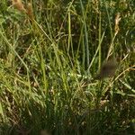 Carex arenaria 葉