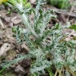 Senecio vernalis Leaf