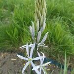 Camassia cusickii Flower