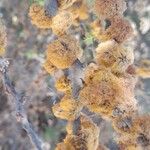 Vachellia caven Flower